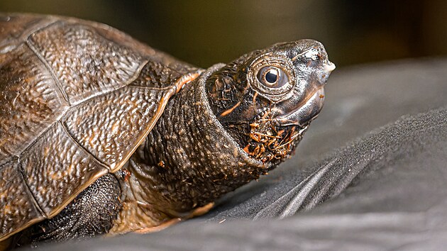 V zoologick� zahrad� v Praze se poprv� poda�il p�irozen� odchov p�ti orlici� bornejsk�ch. (11. listopadu 2025)