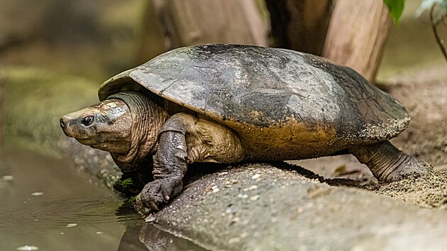 V zoologick� zahrad� v Praze se poprv� poda�il p�irozen� odchov p�ti orlici� bornejsk�ch. (11. listopadu 2025)