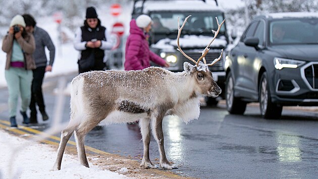 Sobi ze st�da Cairngorm, jedin�ho voln� �ij�c�ho st�da v Brit�nii, zastavili provoz na silnici pobl� Aviemore ve Skotsku.  (19. listopadu 2025)