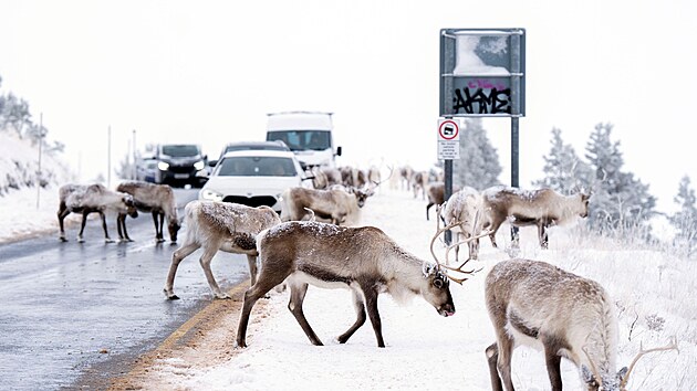 Sobi ze st�da Cairngorm, jedin�ho voln� �ij�c�ho st�da v Brit�nii, zastavili provoz na silnici pobl� Aviemore ve Skotsku. (19. listopadu 2025)