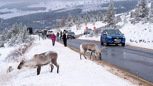 Sobi ze st�da Cairngorm, jedin�ho voln� �ij�c�ho st�da v Brit�nii, zastavili provoz na silnici pobl� Aviemore ve Skotsku. (19. listopadu 2025)