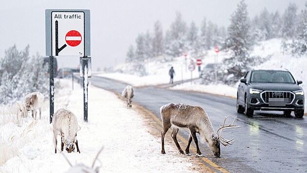 Sobi ze st�da Cairngorm, jedin�ho voln� �ij�c�ho st�da v Brit�nii, zastavili provoz na silnici pobl� Aviemore ve Skotsku. (19. listopadu 2025)