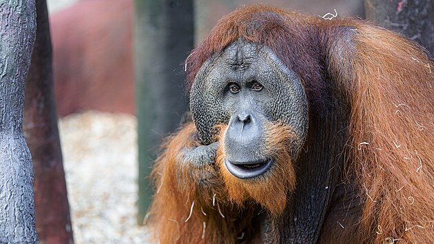 Orangutan sumatersk� Pagy