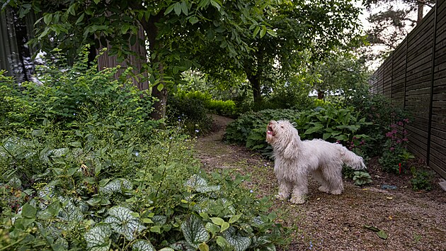 atelier Flera, zahrada, Tom� Klus, Tamara Klusov�