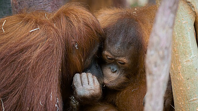 Orangutani sumater�t� Kawi a Mawar