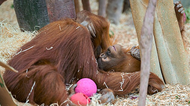 Orangutani sumater�t� Kawi a Mawar