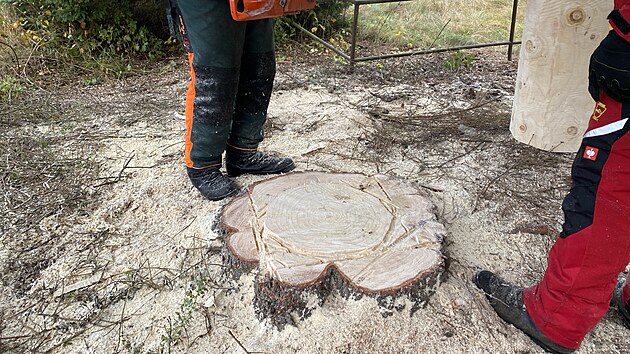 N�m�st� Republiky v Plzni bude letos o V�noc�ch zdobil smrk ztepil� ze Stoda na Plze�sku. (12. listopadu 2025)