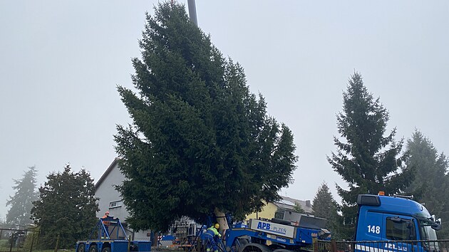 N�m�st� Republiky v Plzni bude letos o V�noc�ch zdobil smrk ztepil� ze Stoda na Plze�sku. (12. listopadu 2025)