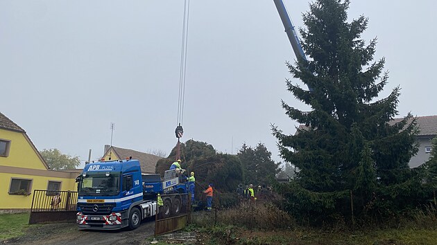 N�m�st� Republiky v Plzni bude letos o V�noc�ch zdobil smrk ztepil� ze Stoda na Plze�sku. (12. listopadu 2025)