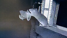 Vdci poprvé zaznamenali, jak krysy chytají netopýry v letu