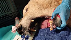 Lední medv�dice Elsa, která byla do brn�nské zoo p�evezena z n�meckého...