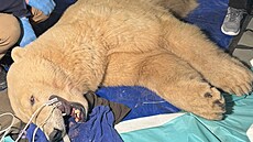 Vy�et�ení odhalilo u lední medv�dice Elsy frakturu t�í zub� � obou dolních...