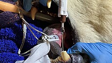 Celý stomatologický zákrok lední medv�dice Elsy byl �asov� i technicky náro�ný,...