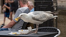 Rackové se pirozen stahují tam, kde tuí monost obivy.