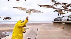 Racci si u� zvykli na to, �e je lidé krmí.