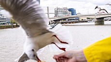 Kdy� u� si zvykli na krmení, ob�as i vezmou pochoutku i bez dovolení.