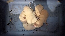 Psi byli doslova v�ude, n�kolik �t��at starých jen týden v krabicích a dal�í...