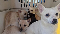 Tém�� v�ichni nikdy neza�ili pobyt venku a byly nervózní, nev�d�li, jak si...