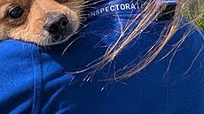 P�i p�evá�ení do záchranných stanic