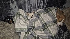 Psi hledali záchranu sami u sebe.