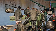 Rybá�i o víkendu vylovili Bezru�, nejv�t�í chovný rybník na severu Moravy a...