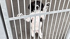 Ve Psím útulku Ostrava se starají o osm �t��at, p�t fen a t�i psy. (listopad...