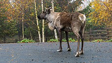 Sobí stádo v Olomouci pat�í k nejv�t�ím v Evrop�. Nyní jej opustili dv� samice...