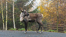 Sobí stádo v Olomouci pat�í k nejv�t�ím v Evrop�. Nyní jej opustili dv� samice...