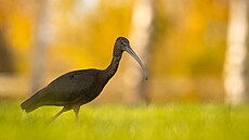 Ibis hn�dý byl na podzim roku 2025 spat�en na n�kolika místech Moravy i �ech.