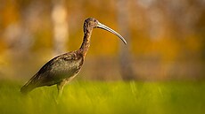Ibis je tmav hndý se zeleným leskem na kídlech. Má dlouhý zahnutý zobák,...
