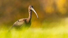 Na st�ední Morav� se ibis hn�dý p�ed rokem 2025 naposledy objevil v kv�tnu 2023...