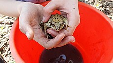 Skokan hn�dý svoje putování p�e�ije i díky záchran� od Martiny Hub�nkové.