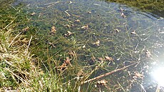 P�enesené ropuchy se t�í novému domovu.