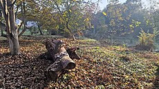 Drodín má raritní lokalitu, kde ijí vzácní ivoichové. Nyní bude slouit i...