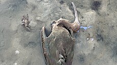 Zast�elený vzácný Ibis hn�dý na rybníku Velká Choryn�