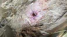 Detail smrtelné rány ibise hn�dého