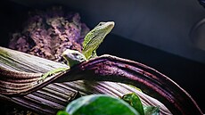 Zoologická zahrada v Liberci se nov� py�ní varany Reisingerovými.