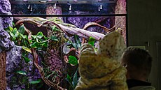 Zoologická zahrada v Liberci se nov� py�ní varany Reisingerovými.