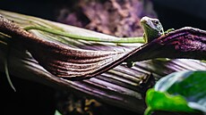 Zoologická zahrada v Liberci se nov� py�ní varany Reisingerovými.