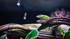 Zoologická zahrada v Liberci se nov� py�ní varany Reisingerovými.