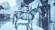 Stáj h�ebc� vystav�ná podle Achille Wolfa. Dobové snímky h�eb�ínu Napajedla...