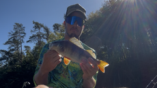 36centimetrový okoun Frantika onky