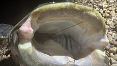 Klasický pohled p�ímo do sum�í tlamy