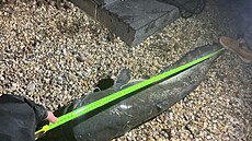 Po m��ení to bylo 161 centimetr�.