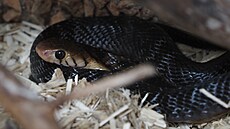 Kobra quinejsk� jako mladi�k� krasavice