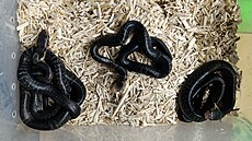 Kobra quinejská, mlá�ata po vylíhnutí