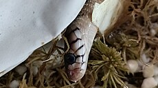 Líhnoucí se kobra quinejská