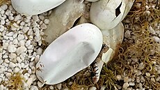 Líhnutí kober quinejských