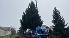 Námstí Republiky v Plzni bude letos o Vánocích zdobil smrk ztepilý ze Stoda na...