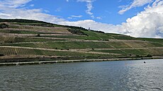 Vinice mezi Assmannshausenem a Rüdesheimem v n�mecké oblasti Rheingau (30....